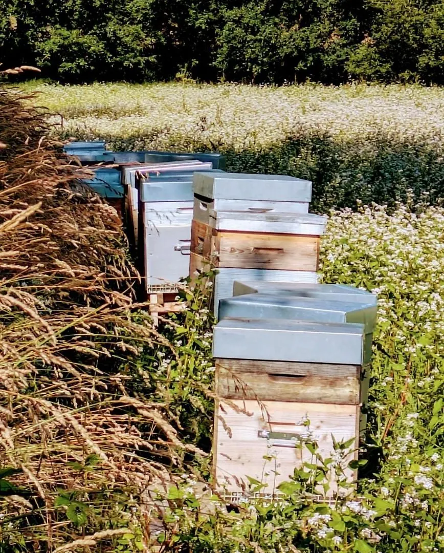 Domaine De Launay Blot Baguer-Morvan 프랑스